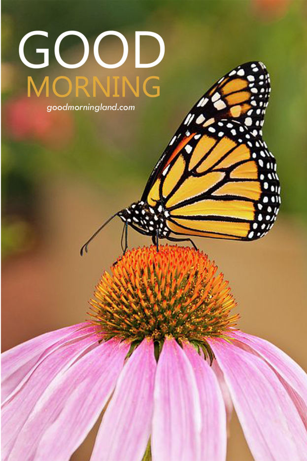 Good Morning Butterfly On A Purple Coneflower Images - Good Morning Images, Quotes, Wishes, Messages, greetings & eCard Images