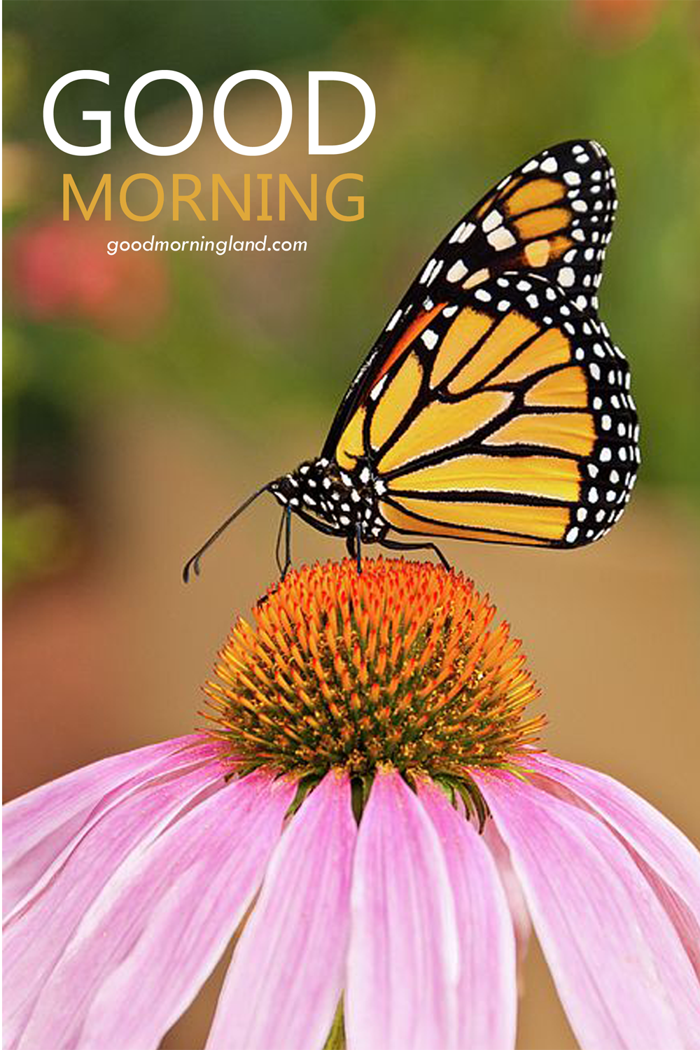 Good Morning Butterfly On A Purple Coneflower Images - Good ...