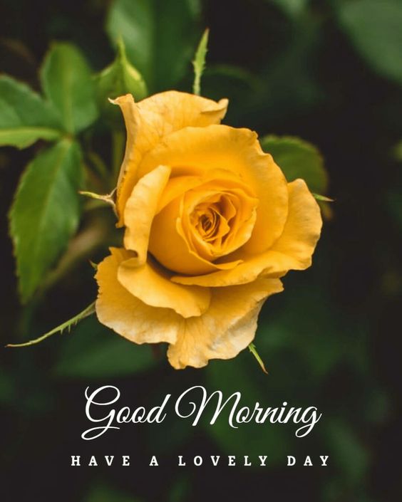 Good Morning Have A Lovely Day Pics - Good Morning Images, Quotes, Wishes, Messages, greetings & eCard Images