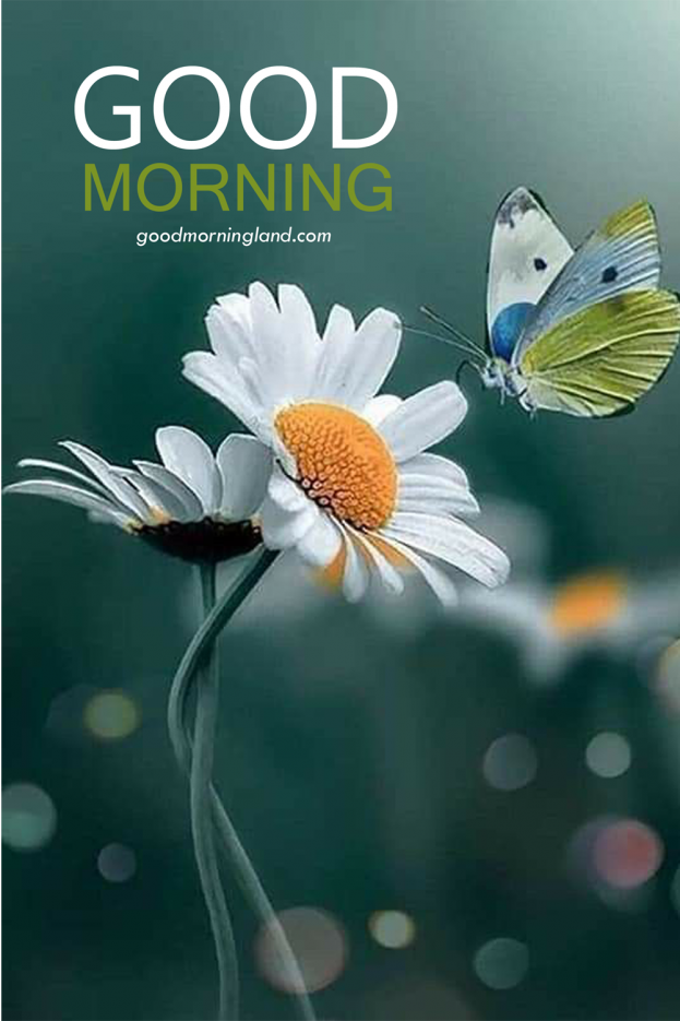 Good Morning Picture Heaven Download - Good Morning Images, Quotes, Wishes, Messages, greetings & eCard Images