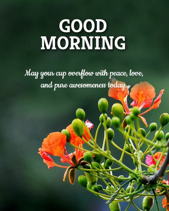 Good Morning Pure Awesomeness Today Images - Good Morning Images, Quotes, Wishes, Messages, greetings & eCard Images