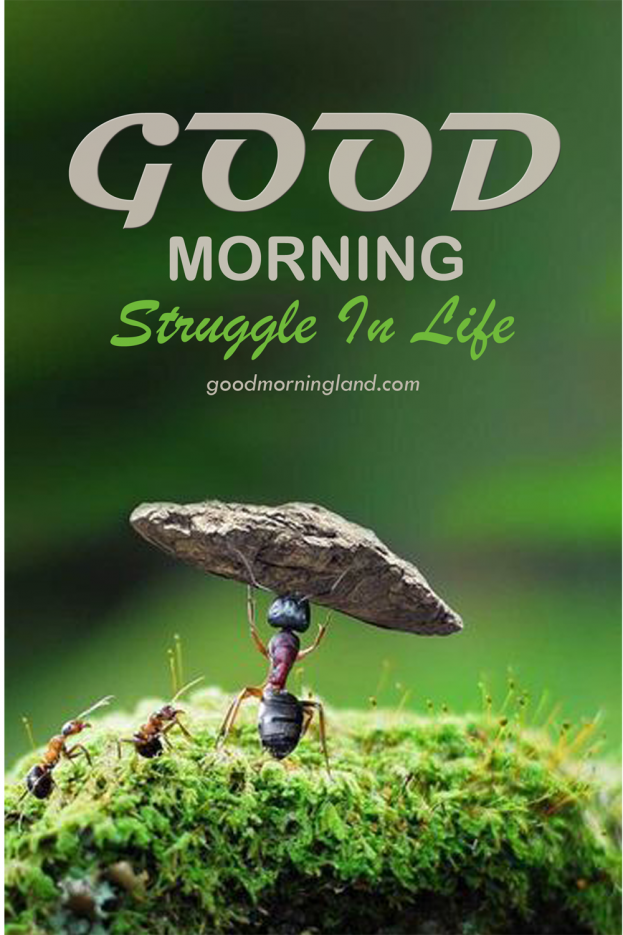 Good Morning Struggle In Life Quotes - Good Morning Images, Quotes, Wishes, Messages, greetings & eCard Images