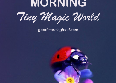 Good Morning Tiny Magic World Photos - Good Morning Images, Quotes, Wishes, Messages, greetings & eCard Images