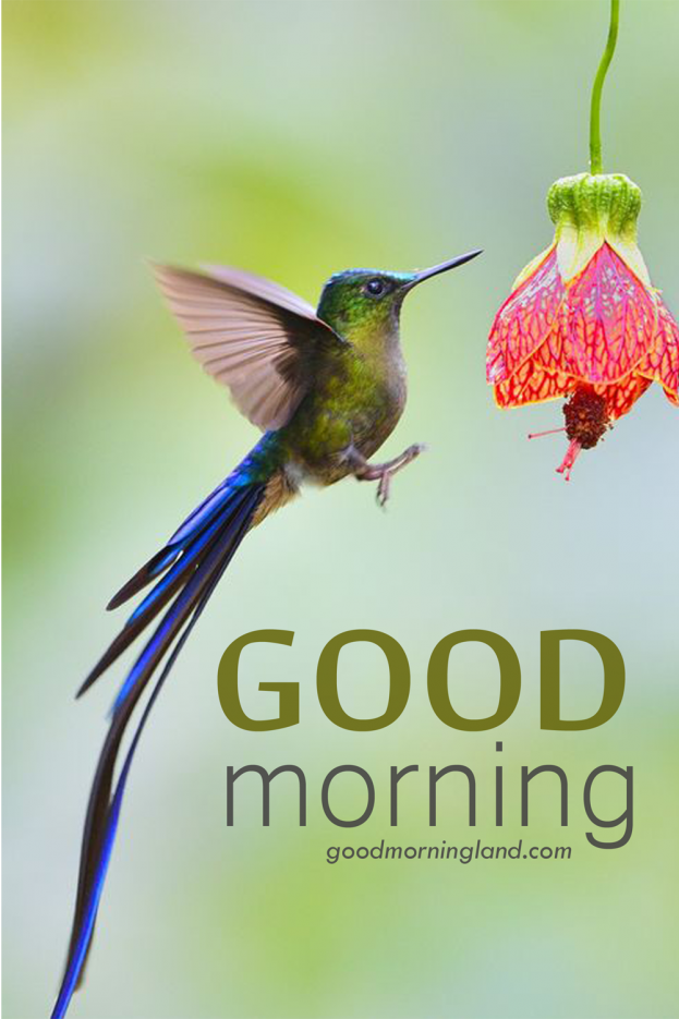 Good Morning World Birds On Twitter - Good Morning Images, Quotes, Wishes, Messages, greetings & eCard Images