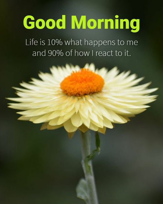 In Good Morning Reaction Images - Good Morning Images, Quotes, Wishes, Messages, greetings & eCard Images