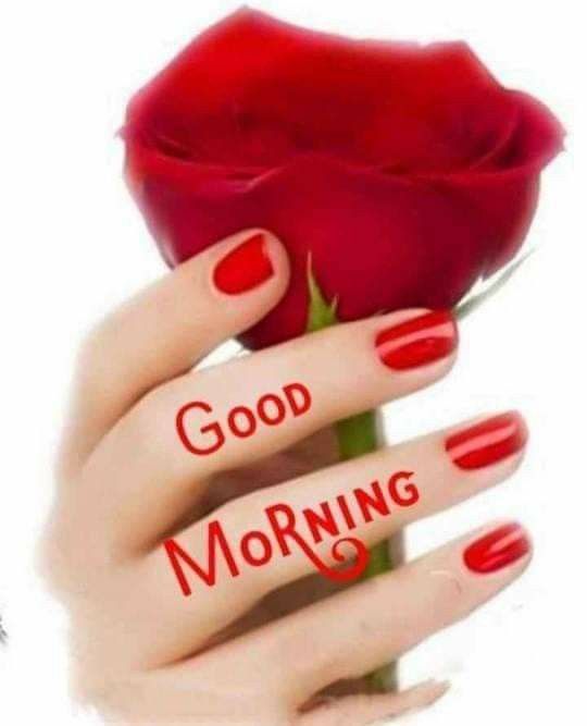 Good Morning Hand, Red Love Rose Wallpaper HD - Good Morning Images, Quotes, Wishes, Messages, greetings & eCard Images