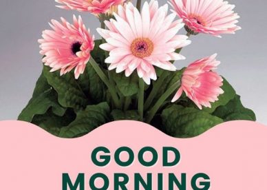 Good Morning Hope For Tomorrow Images - Good Morning Images, Quotes, Wishes, Messages, greetings & eCard Images