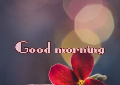 Morning With Red Love Flower For Facebook Lovers - Good Morning Images, Quotes, Wishes, Messages, greetings & eCard Images