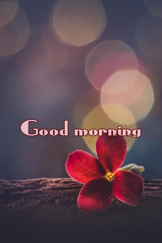 Morning With Red Love Flower For Facebook Lovers - Good Morning Images, Quotes, Wishes, Messages, greetings & eCard Images