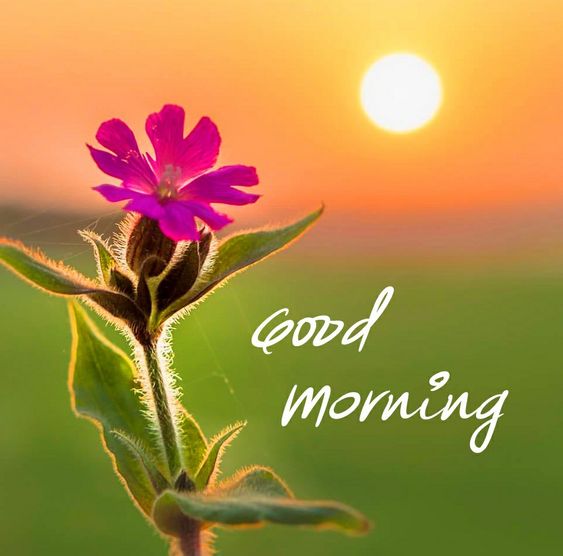 Pink Love Flower, Sunrise For Morning Images - Good Morning Images, Quotes, Wishes, Messages, greetings & eCard Images