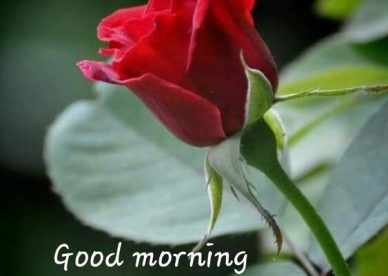 Red Love Rose On Good Morning Images - Good Morning Images, Quotes, Wishes, Messages, greetings & eCard Images