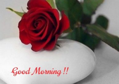 Red Roses Love Romantic Hearts Expressing Love Good Morning Images