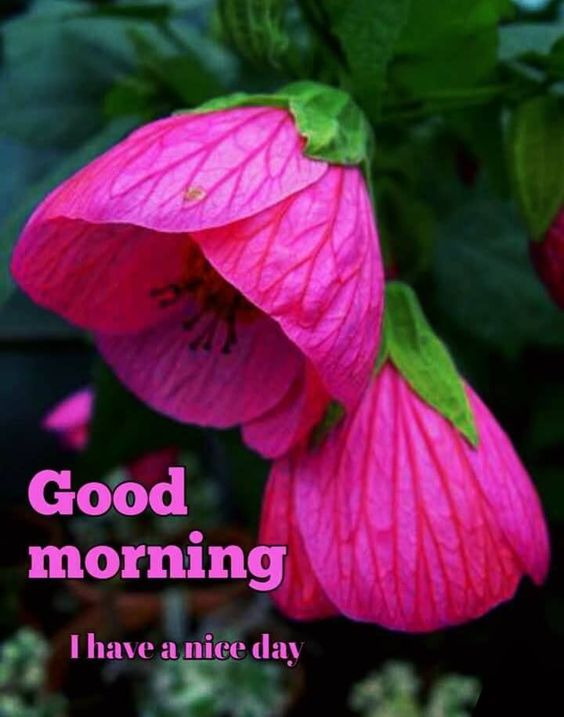Wishes In Good Morning Photos - Good Morning Images, Quotes, Wishes, Messages, greetings & eCard Images