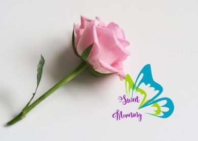 Butterfly And Rose Love With Good Morning Images - Good Morning Images, Quotes, Wishes, Messages, greetings & eCard Images
