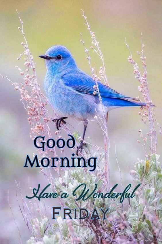 Good Morning Pictures Blessed Friday & Photos Of A Beautiful Bird - Good Morning Images, Quotes, Wishes, Messages, greetings & eCard Images