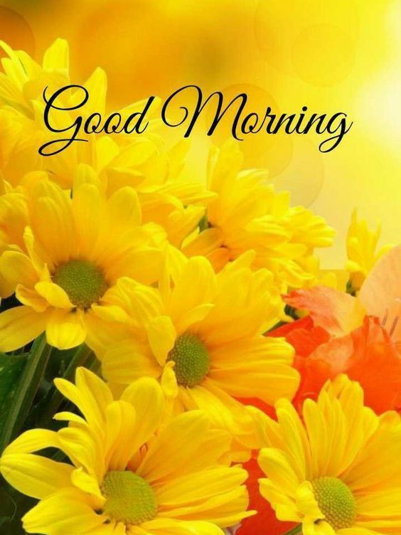 Pictures Of Yellow Flowers With Good Morning Latest Greeting 2023 - Good Morning Images, Quotes, Wishes, Messages, greetings & eCard Images