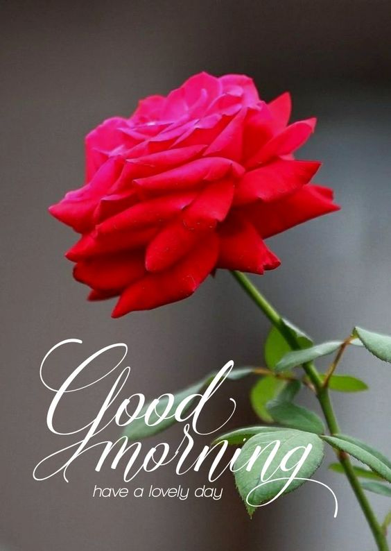Pin by Geeta 🌹 on morning greetings | Pink wallpaper iphone, Trendy  flowers, Good morning