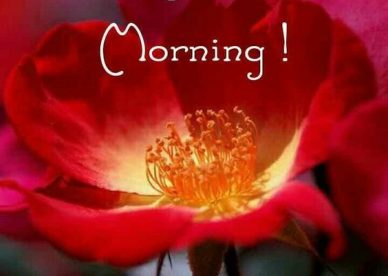 Red Love Flowers With Morning WIshes 2024