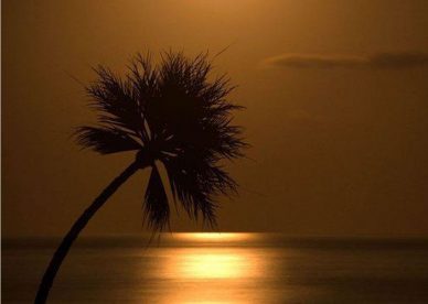 Palm Sunset Serenade A Good Evening with Clouds, Moon, and Sea